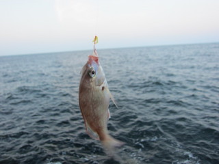 また鯛2013.8.17.jpg