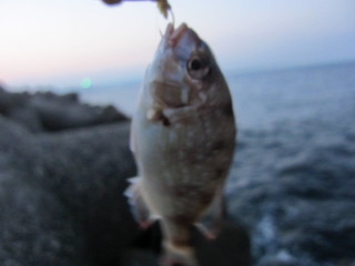 最後も鯛2013.8.17.jpg