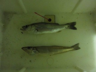 釣果2014.9.21.jpg