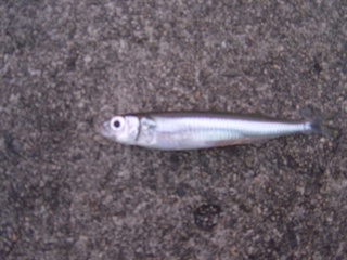 魚2010.9.19.JPG